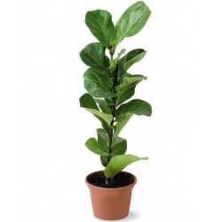 Ficus Lirata