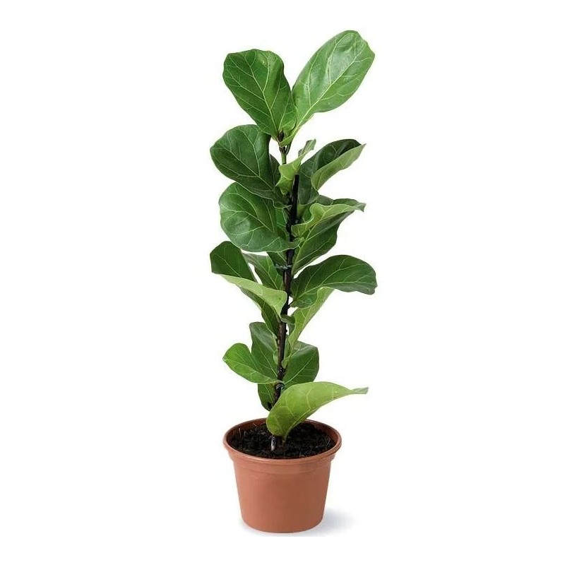 Ficus Lirata