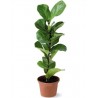 Ficus Lirata