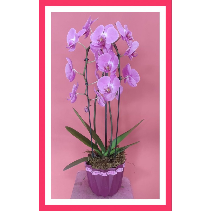 Orquidea en Flor En Ceramica