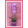 Orquidea en Flor En Ceramica