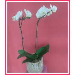 Orquidea en Flor En Ceramica