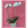 Orquidea en Flor En Ceramica